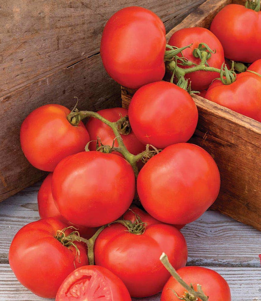 Oh Happy Day Tomato Plant 4.5" Pot Junior Beefsteak