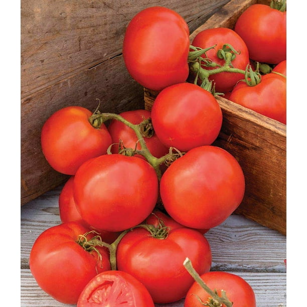 Oh Happy Day Tomato Plant 4.5" Pot Junior Beefsteak