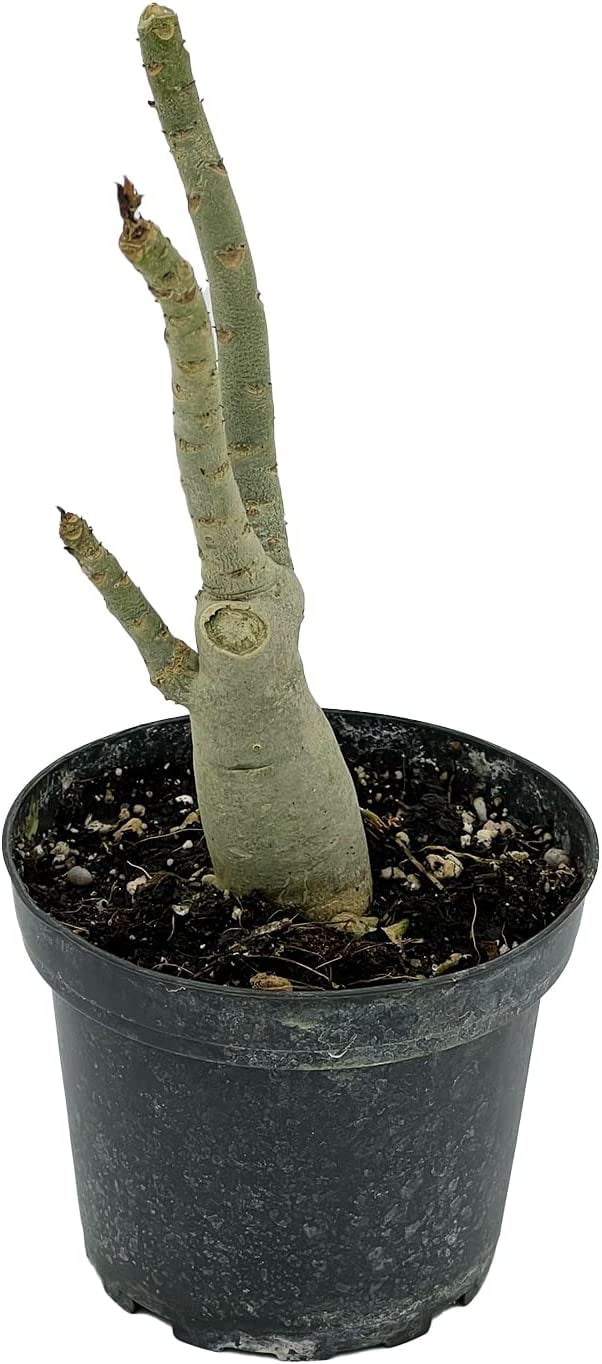 ragnaroc Adenium Obesum Desert Rose Succulent Live Plant - Thumbnail 4
