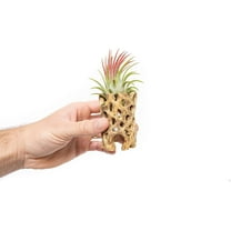 Air plant shop 3 Inch Cholla Cactus Holders with Assorted Air Plants- Wholesale and Bulk - Succulents - Live Tillandsia - Easy Care Indoor and Outdoor House Plants (Pack of 12)