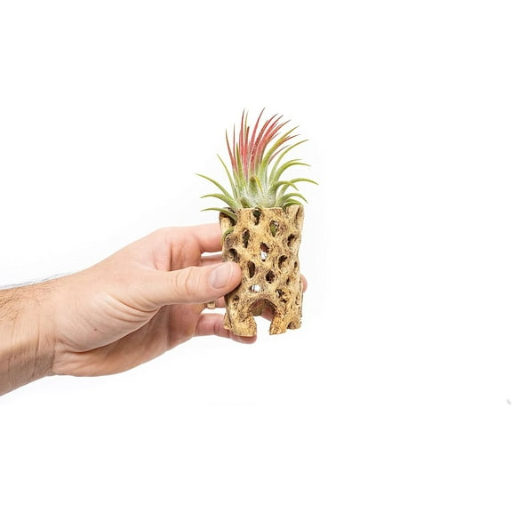 Air plant shop 3 Inch Cholla Cactus Holders with Assorted Air Plants- Wholesale and Bulk - Succulents - Live Tillandsia - Easy Care Indoor and Outdoor House Plants (Pack of 12)