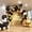 Black and Gold White, variant on Black and Gold Balloon Arch Kit, 140Pcs Black White Metallic Gold Confetti Latex Balloons 18 12 10 5 Inch Different Size Balloons for Birthday Anniversary Graduation Wedding Party Decorations
