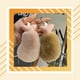thumbnail image 5 of Qarigey LLavero de anillo portátil para coche, soporte para llavero, bolso, cartera, bolso, llavero decorativo, colgante, joyería para mujer Ropa, zapatos y accesorios Miscelánea Marrón claro Qarigey AP014155-05, 5 of 6