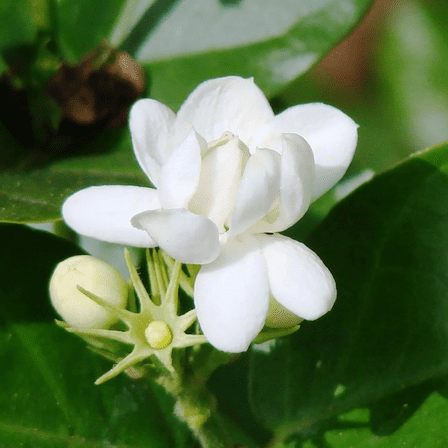 Arabian Jasmine Live Plant, 7 Inch Tall, Fragrant Flowering Jasmine Shrub, Well Rooted Starter Plant