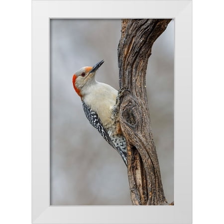 Jones, Adam 11x14 White Modern Wood Framed Museum Art Print Titled - Female Red-bellied woodpecker and red berries-Kentucky