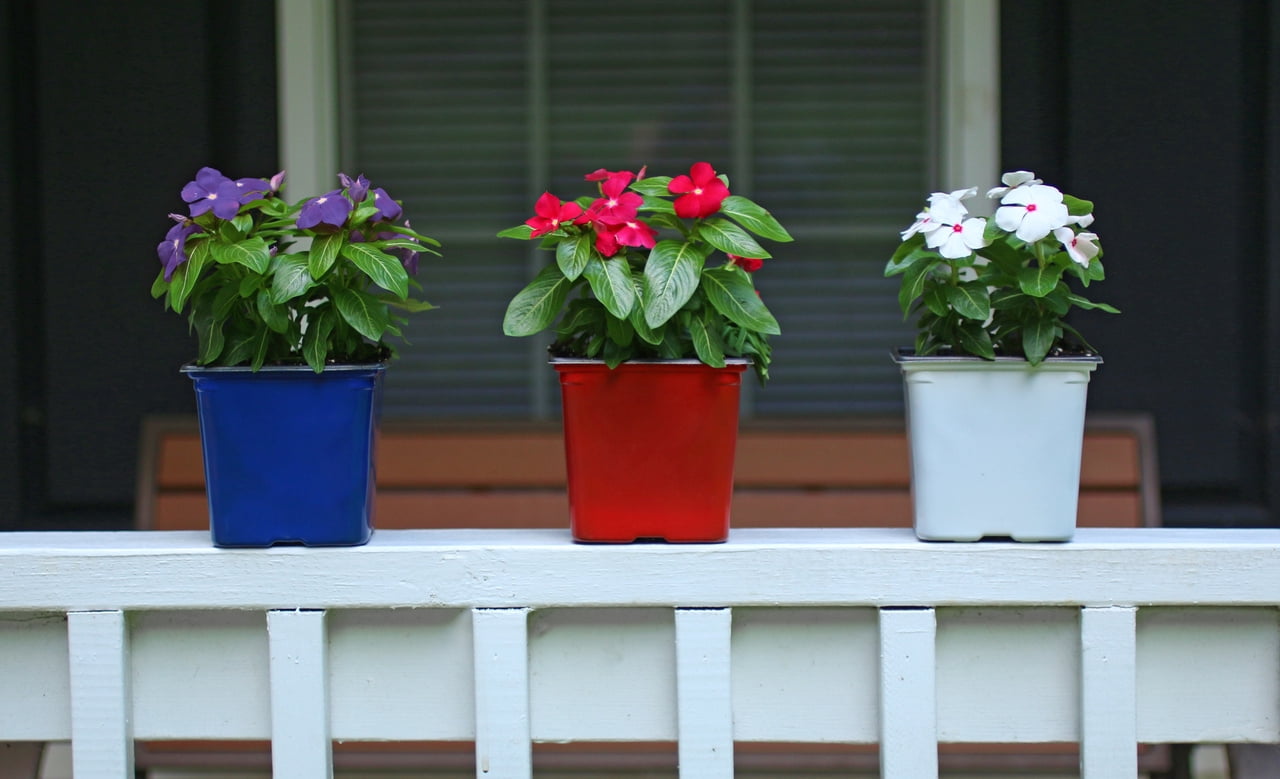 Expert Gardener 2QT White Vinca Live Annual Plant Sun 3-Pack