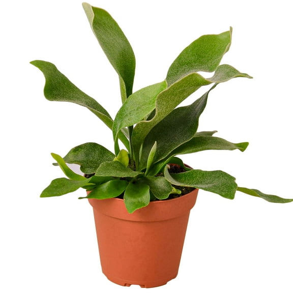 Elkhorn Fern Live Plant for Indoor | Different Houseplants in 4'' & 6'' Pot | Real House Plant for Living Room, Office, Desk & Bathroom | Elkhorn fern | Platycerium bifurcatum