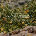 thumbnail image 3 of Vela Antica Farmacista de tres mechas, limón, verbena y cedro, 709 g, 3 of 7
