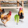 thumbnail image 4 of Hongchun 2pcs Chicken Veggies Skewer Fruit Holder, 4 of 5
