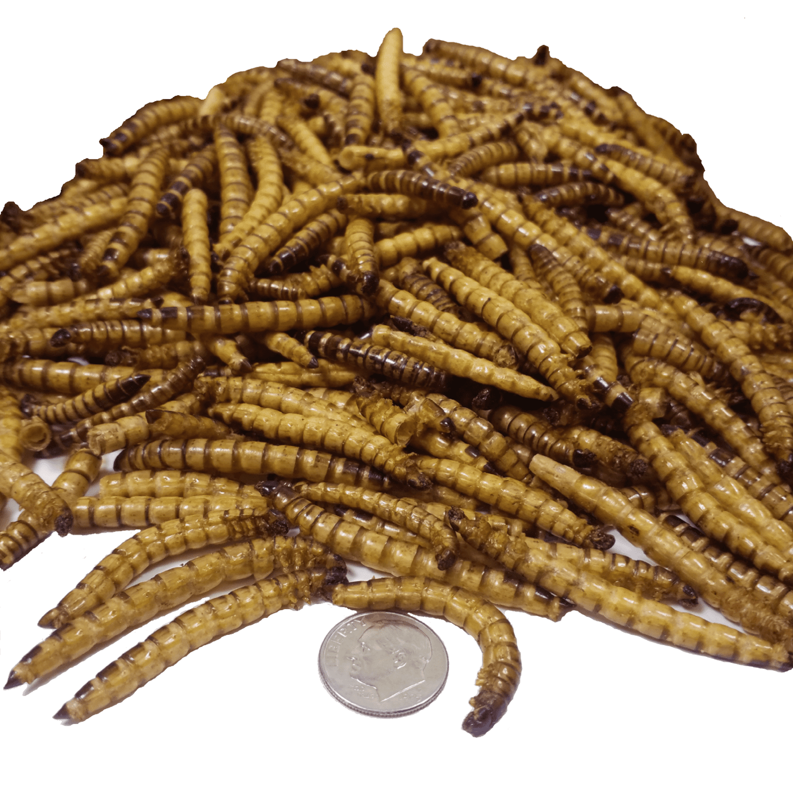 Superworms, Freeze Dried for Large Tropicals, Koi Fish, Hamsters, Sugar Gliders, Hedgehogs, All Rodents, Birds, All Reptiles and Turtles- 1-lb