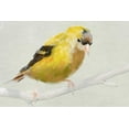 thumbnail image 2 of Butcher, Sarah 24x17 White Modern Wood Framed Museum Art Print Titled - Goldfinch, 2 of 4