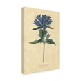 thumbnail image 2 of Trademark Fine Art 'Campanula Vintage' Canvas Art by Wild Apple Portfolio, 2 of 4