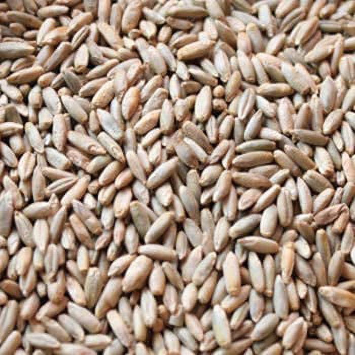 5 Lbs No-Till Winter Rye Cover Crop Seeds - Non-GMO Rye - Deer & Turkey Food Plot Seed - Winter Hardy Cover Crop