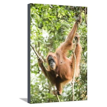 Female Orangutan (Pongo Abelii) in the Rainforest Near Bukit Lawang, Gunung Leuser National Park Stretched Canvas Print Wall Art By Matthew
