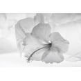 thumbnail image 2 of Beraldo, Zandina Muench 18x13 White Modern Wood Framed Museum Art Print Titled - Hibiscus Flower and Tissue Paper with Light, 2 of 4