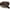 Tortoise - Brown, variant on Womens Mod Urban City Hipster Rectangle Cat Eye Plastic Sunglasses Tortoise - Brown