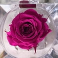 thumbnail image 2 of Mini rosa preservada Mina’an-flor eterna color Hot Pink en cajita de regalo, 2 of 4