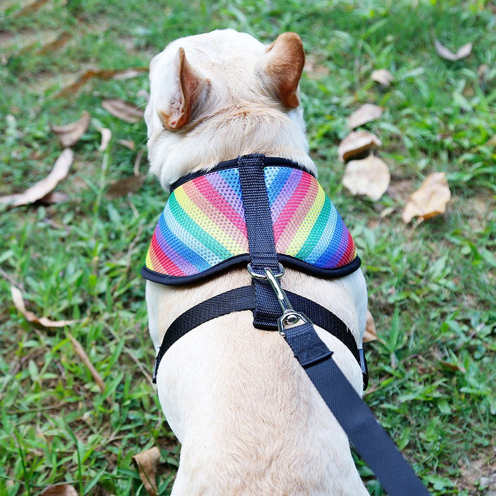 rainbow dog lead
