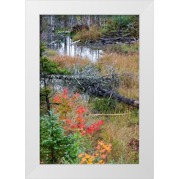 Jones, Allison 11x14 White Modern Wood Framed Museum Art Print Titled - USA-Vermont-Stowe-birch trees around wetlands above the Toll House on Route 108