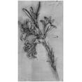 thumbnail image 1 of Leonardo da Vinci Lily stems Art Poster Print Poster  13x19 Sold by Art.Com, 1 of 2