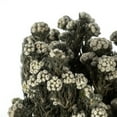 thumbnail image 4 of Vickerman 16-22" Natural Cotton Phylica Flower, 4-5 oz Bundle, Preserved, 4 of 4