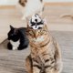 thumbnail image 5 of Sombrero de vaquero para perro, decoración, sombrero no tejido para mascotas, sombrero delicado para gato, sombrero decorativo para cachorro, 5 of 5