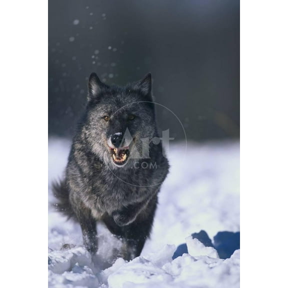 Black Wolf Running in Snow, Unframed Photographic Print Wall Art by DLILLC Sold by Art.Com