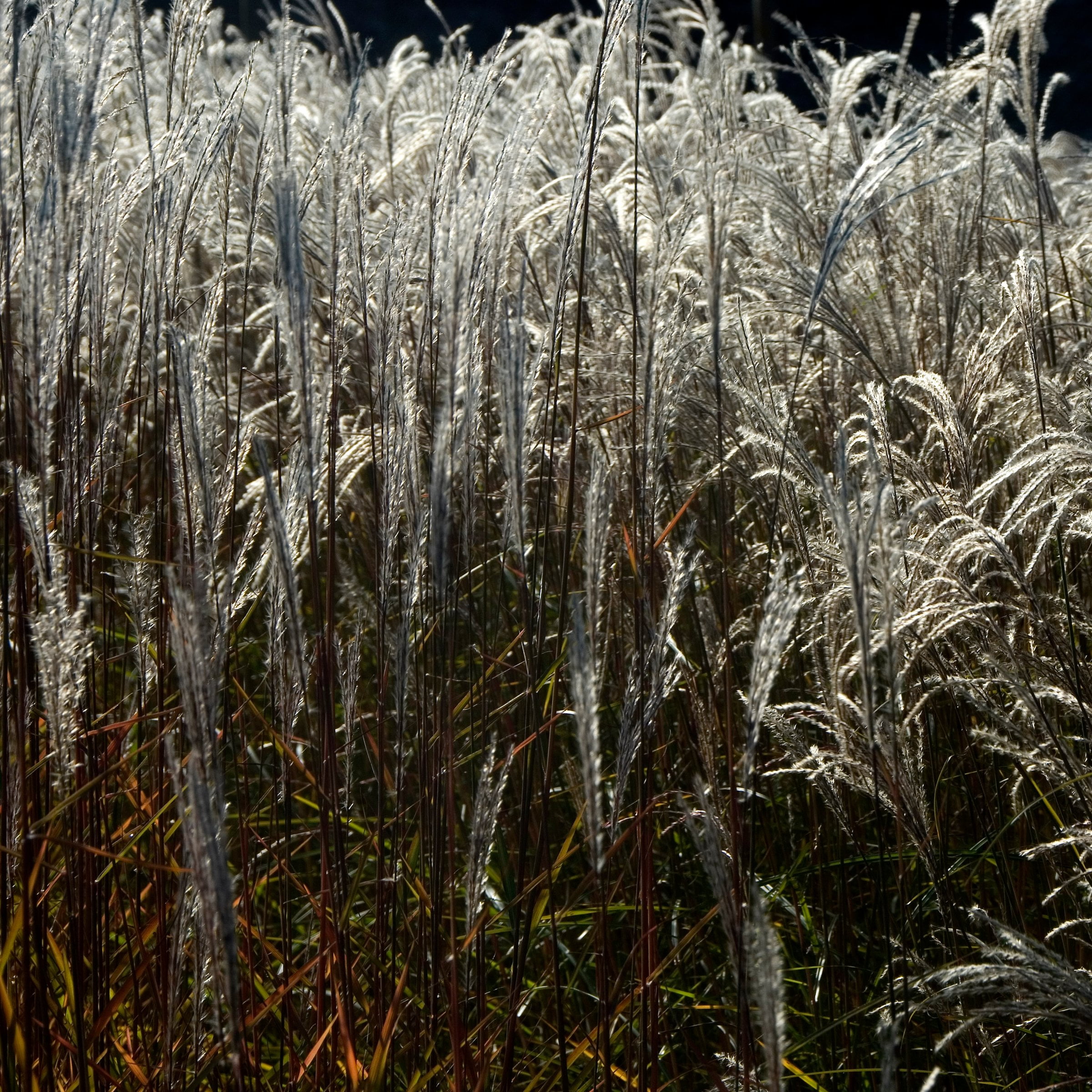 1 gal. Adagio Live Ornamental Grass
