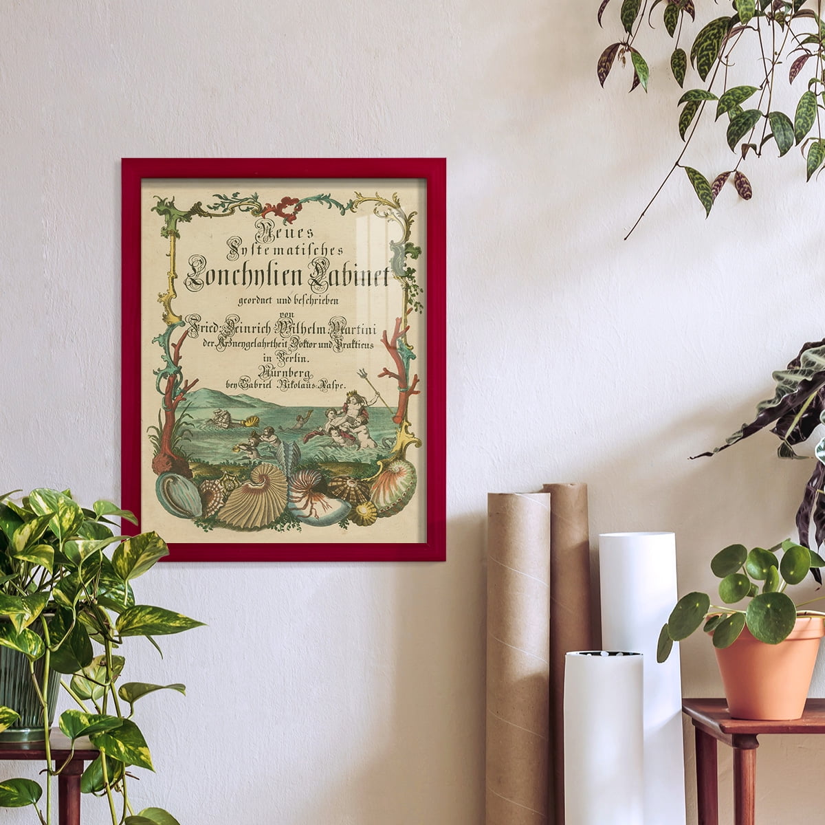 Cabinet of Conchology -Framed Print w/glass-Cherry Red