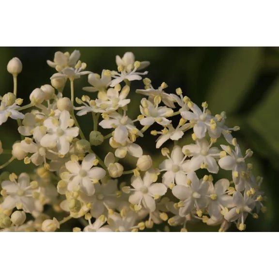 100 Black Elderberry Seeds - Sambucus nigra - Common Elder - European Elder