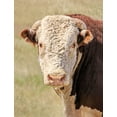 thumbnail image 2 of Schell, Jennie Marie 12x14 White Modern Wood Framed Museum Art Print Titled - Hereford Bull Color, 2 of 4