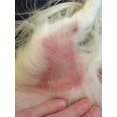 thumbnail image 4 of Simply Sage Lavender Dog Shampoo Bar, 4 of 8