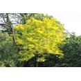 thumbnail image 3 of 10 Thornless HONEYLOCUST Gleditsia Triacanthos Inermis Imperial Honey Locust Golden Yellow Tree Seeds, 3 of 3