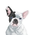 thumbnail image 3 of FINCIBO 5" x 5" Vinyl Decal Sticker For Notebook, Ipad - French Bulldog Puppy Dog Eyepatch, 3 of 5