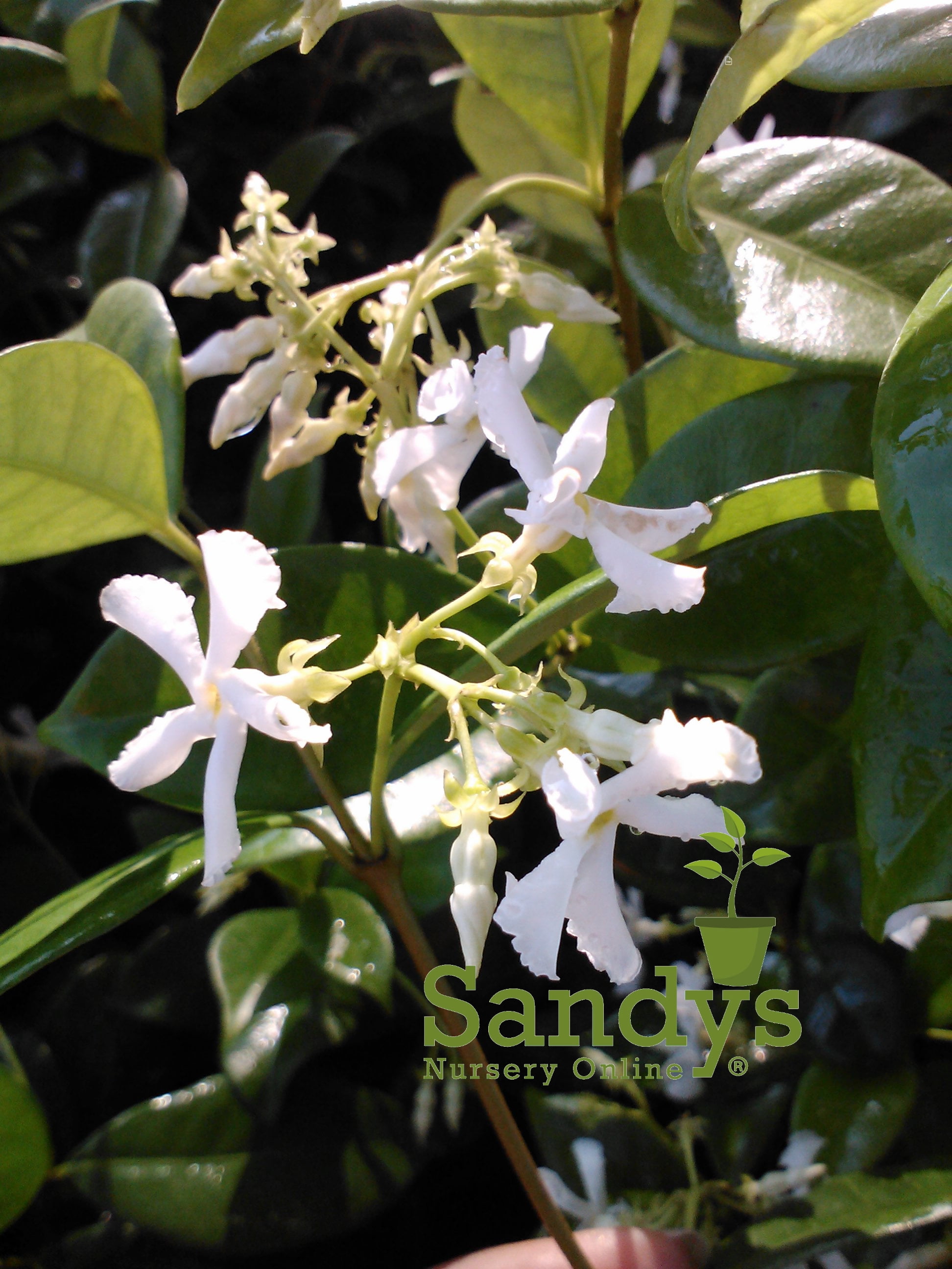Jasmine Confederate Very fragrant Lot of 2 Starter