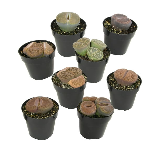 Altman Plants Living Stones Pet-safe Succulents 8-pack (Lithops) in 2.5 in. Grower Pots