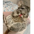 thumbnail image 2 of Exotic Nutrition Chinchilla Treat Sampler, 2 of 10