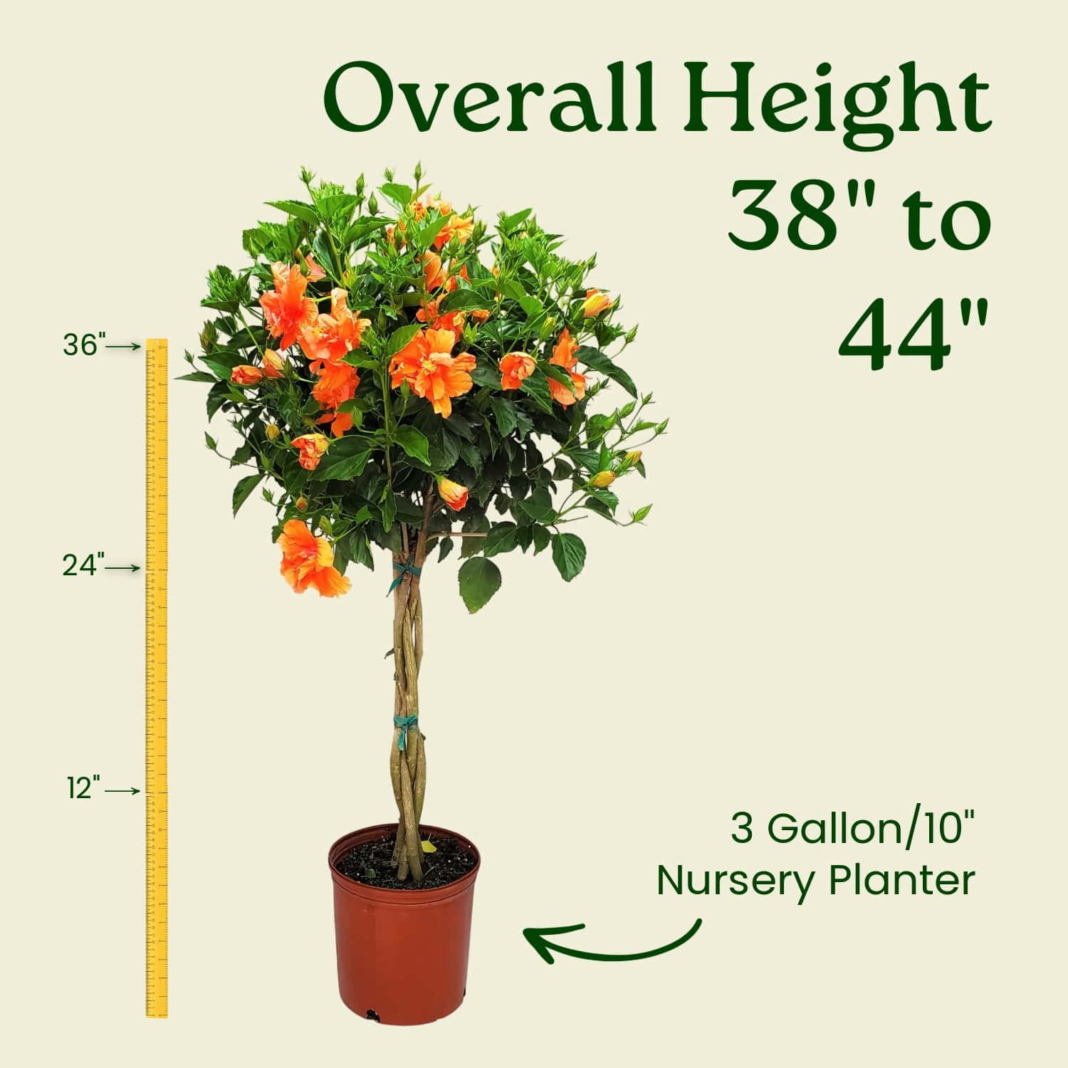 Tropical Plants of Florida 38" to 44" Braided Double Peach Hibiscus Tree, 10 in Grower Pot, 1 Count, Attract Bees