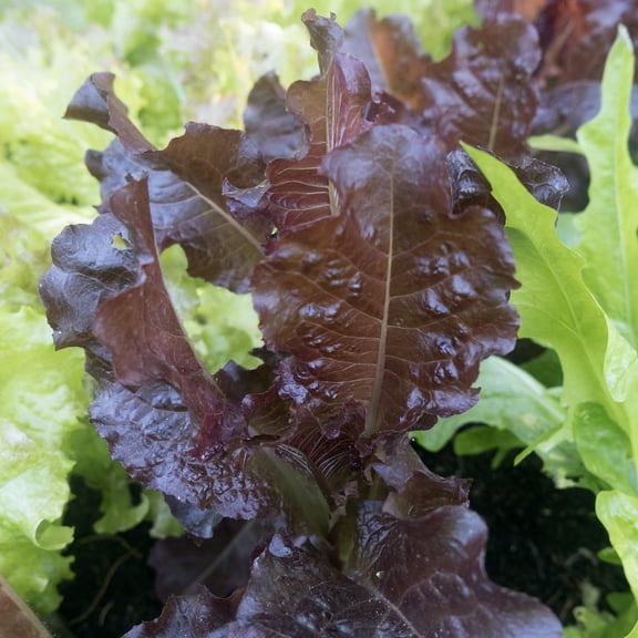 Sunset Leaf Lettuce Seeds - 1 g Packet ~850 Seeds - Non-GMO, Heirloom - Vegetable Garden - Lactuca sativa