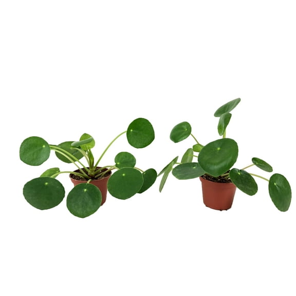 Optiflora Set of 2 Pilea peperomioides Plants (2" Pot) (Chinese money plant / Pancake plant / UFO plant)