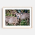 thumbnail image 2 of Shenandoah Deer - Virginia Photography Nature Forest Autumn Wildlife Scenic Rural Unframed Wall Art Print 4 x 6 inches, 2 of 7