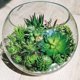 thumbnail image 2 of 21 piezas Surtido de plantas suculentas artificiales Sin maceta Pequeña cadena verde de perlas Cactus Aloe Selecciones Suculentas falsas a granel para suculentas Corona de jardín F, 2 of 5