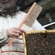 thumbnail image 2 of Cepillo de limpieza para colmenas Bee Sweeps, con mango de madera de PVC., 2 of 6