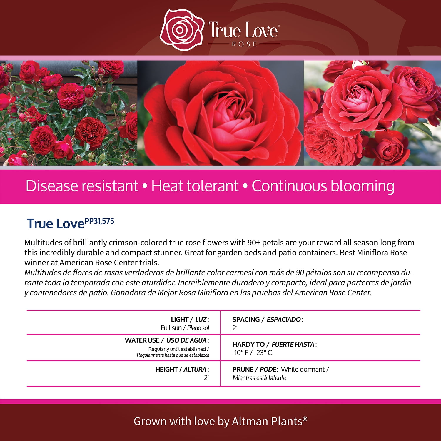 True Bloom by Altman Plants 'True Love' PP28929 Red Rose Bush, 6qt. Pot, Live Garden Roses, Full Sun