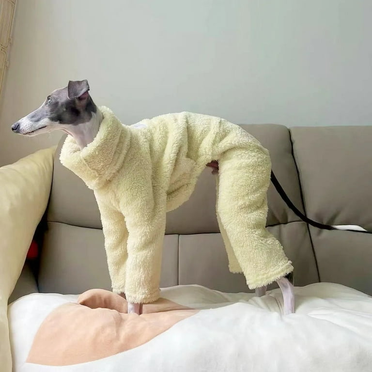 Mexican greyhound dog cheap