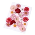 thumbnail image 2 of Flores Prensadas Secas es Plantas , Adornos de Bricolaje para Cajas de Rojo 20 piezas Zulema flores secas reales naturales, 2 of 8