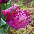 thumbnail image 4 of Easy to Grow Tulip Negrita Parrot 10 Plant Bulbs, Spring Zones 3-8, 4 of 5