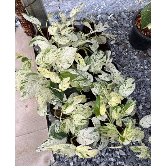 (UG-18)Root in moss 5  leaves- Epipremnum 'Pinatum Marble' Variegated Rare Plant- Get Similar to the picture