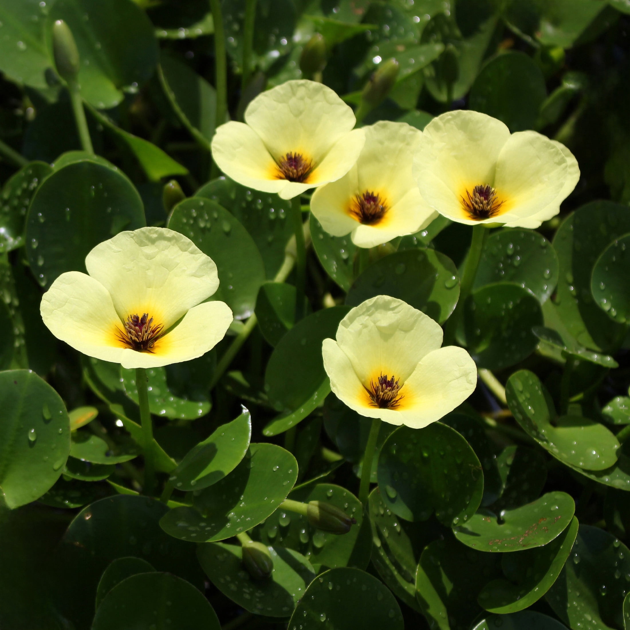 AquaMeadow Water Poppy Surface Plant 3ct