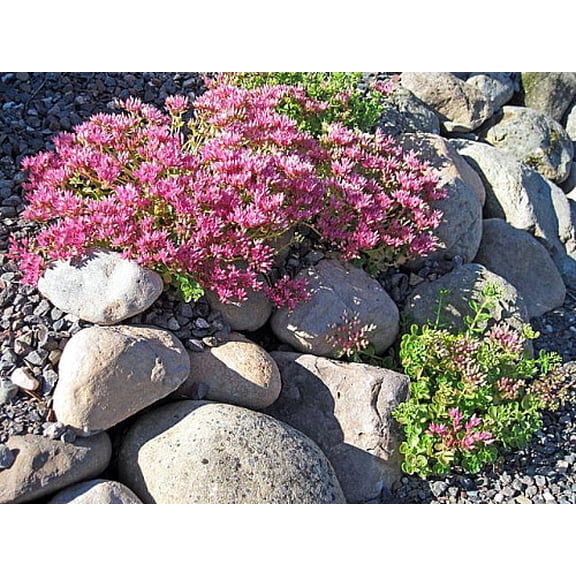 John Creech Sedum - Stonecrop - Quart Pot - Sun Loving Groundcover